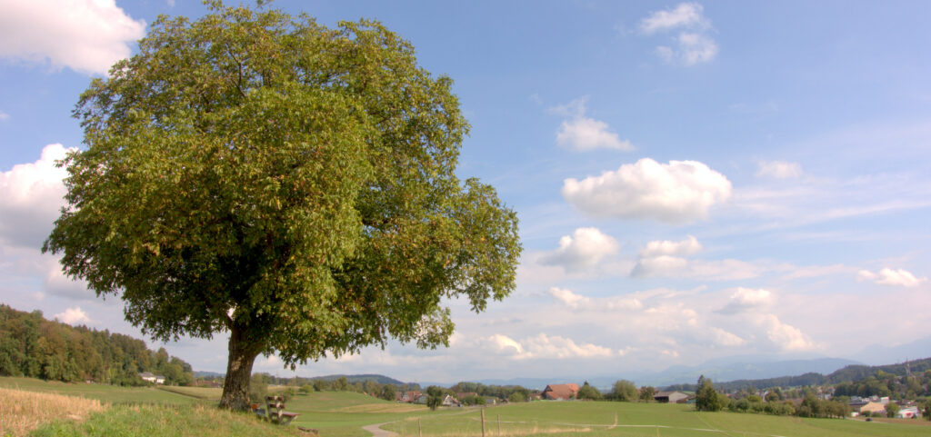 Obfelden Bickwil Baum